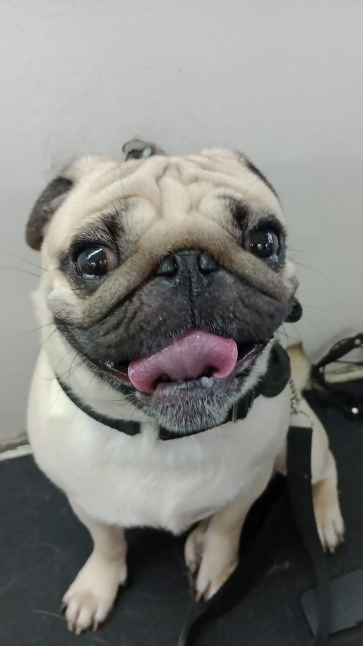 Pet feliz 2