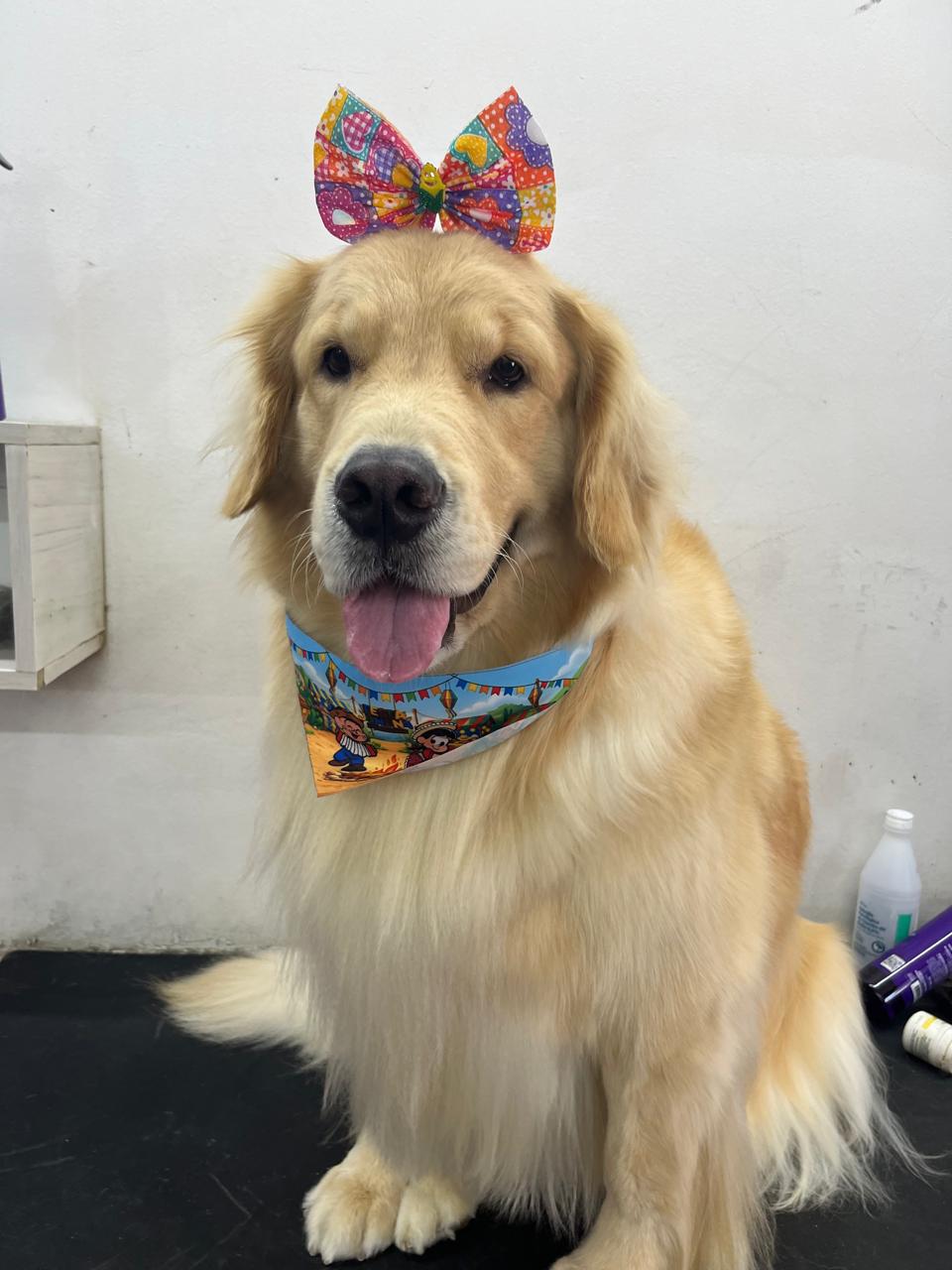 Pet feliz 3