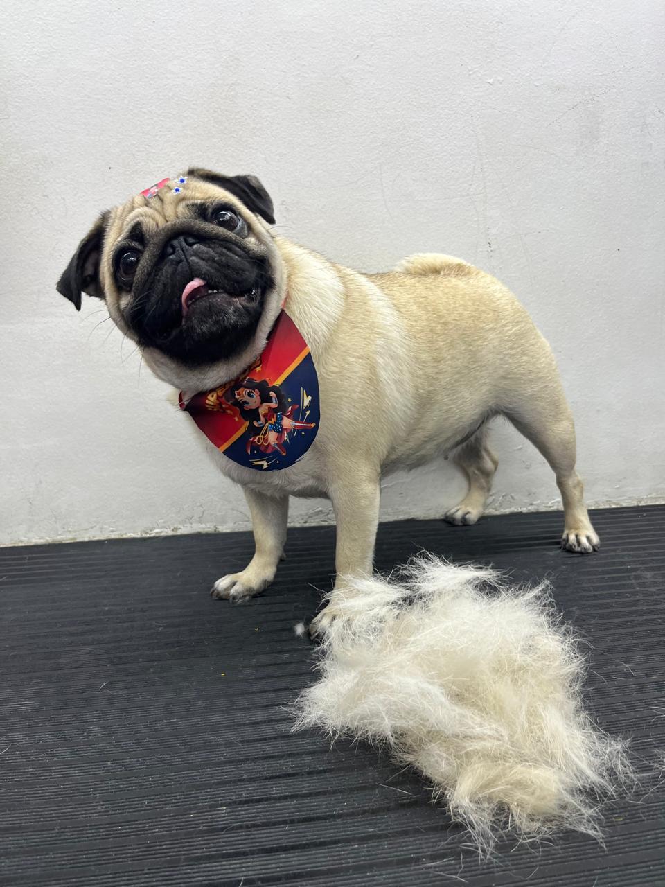 Pet feliz 5