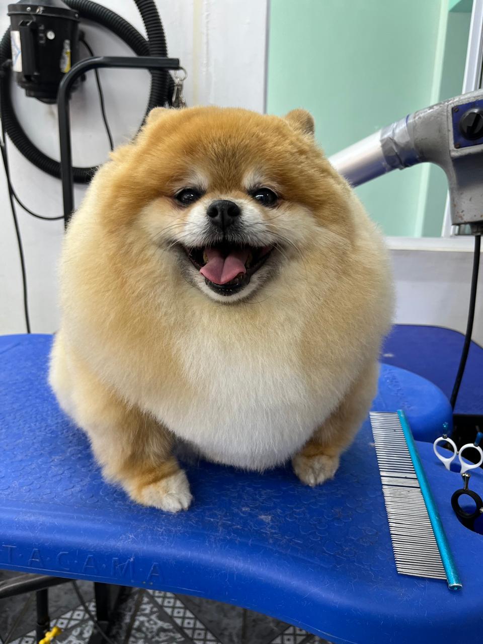 Pet feliz 1